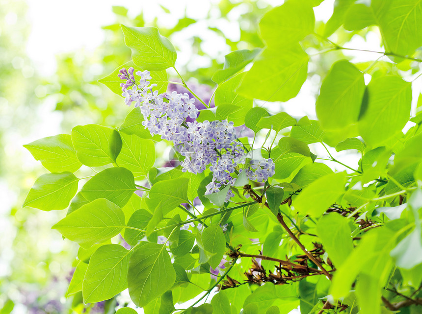 紧贴木环树枝粉色绿色叶子季节花园紫丁香阳光芳香紫色香味图片