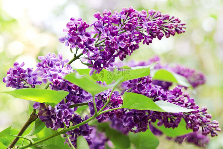 紧贴木环树枝植物学紫色香味紫丁香叶子花园花瓣芳香绿色季节图片