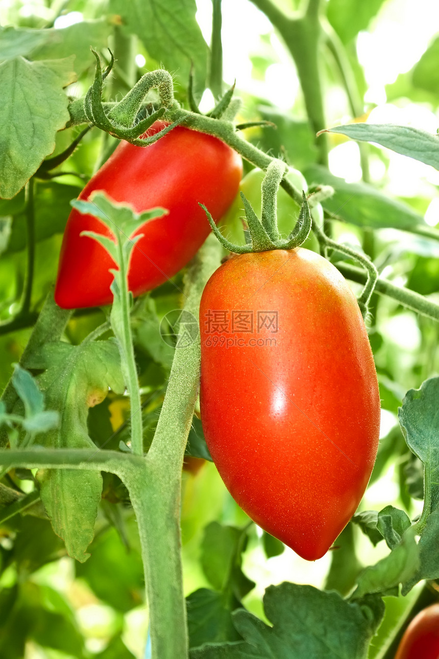 胶片温室中的红西红番茄图片
