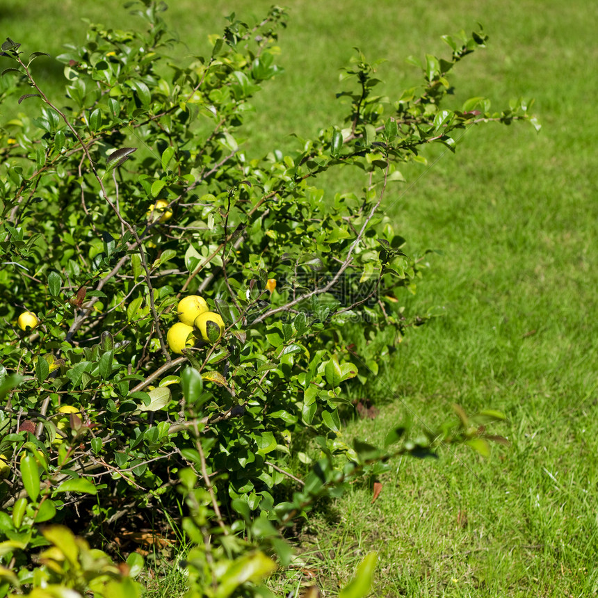 布什在花园的花园里园艺绿色曲线草地衬套人行道阳光季节院子公园图片