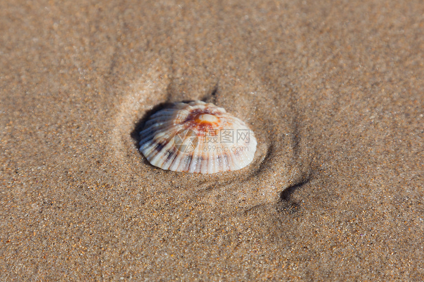 西班牙坎塔布里亚科米利亚海滩的壳壳图片