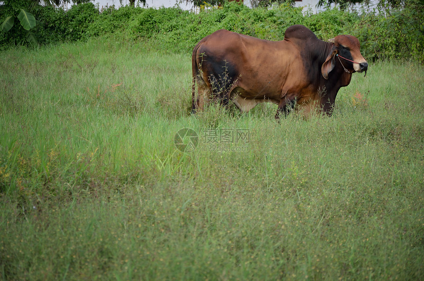 野中的牛牛农村动物哺乳动物绿色农田棕色皮革国家小牛文化图片