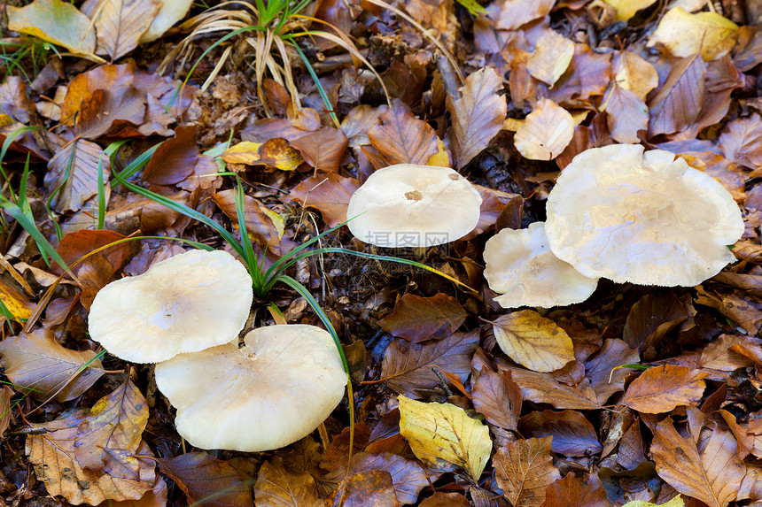西班牙纳瓦拉Urbasa的蘑菇图片