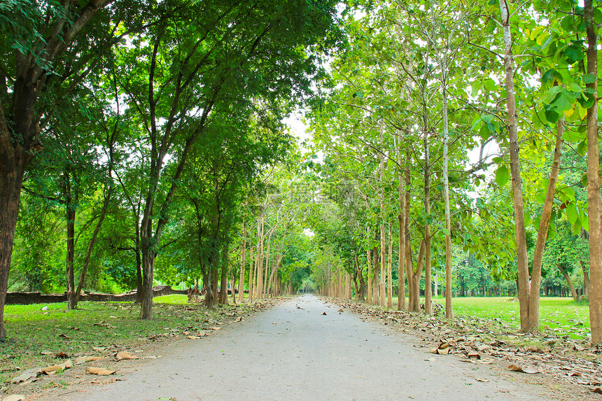 穿过一连串绿树的公路场景人行道森林地面叶子农村花园树叶途径公园图片