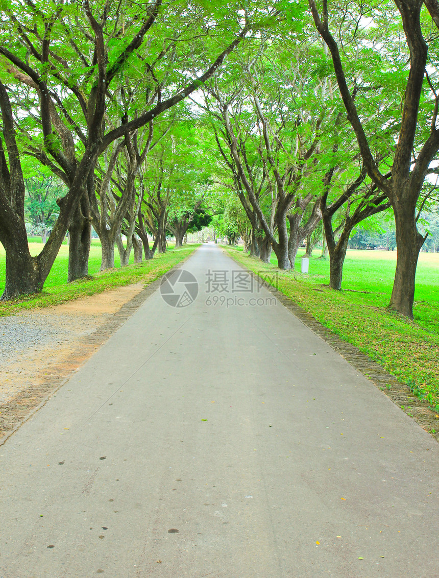 穿过一连串绿树的公路人行道森林公园花园途径木头季节踪迹农村地面图片