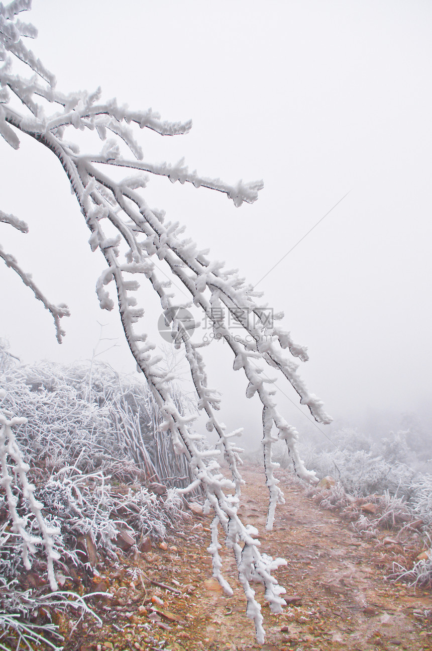 广东南中国大雪过后 在湖上下雪土地美丽木材农田冻结仙境植物群稻草森林花园图片