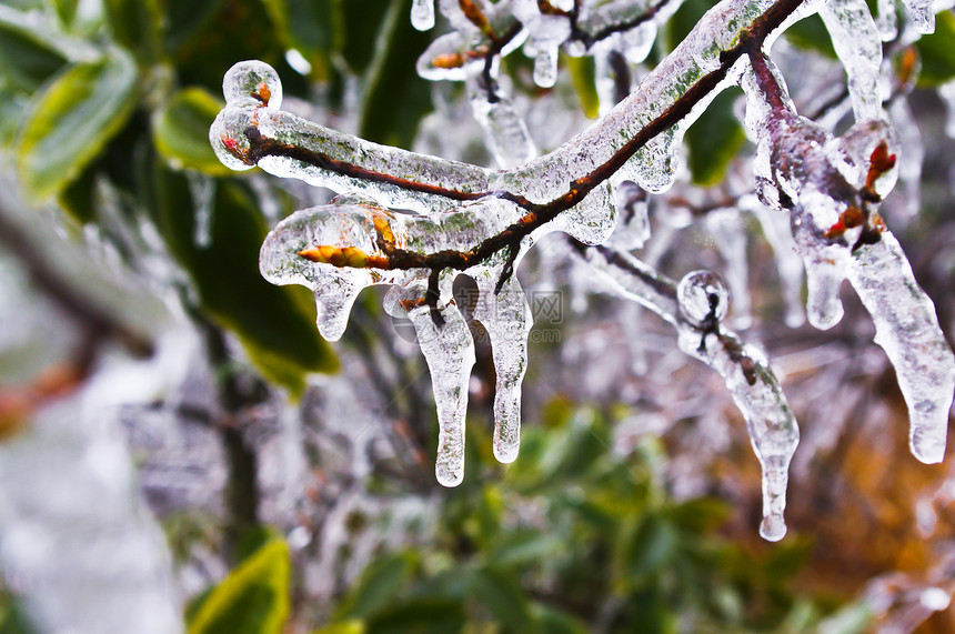 广东南部中国南部大雪过后 在冰叶上加冰猪草农村下雪植物草地仙境风暴森林荒地冻结图片