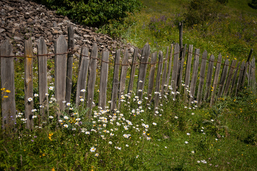 喀麦隆花朵绿色植物群外壳木头甘菊栅栏图片