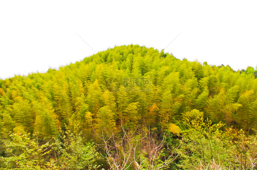 花竹田 中国的脚山荒野花园植物布雷山腰土地天气薄雾季节种子图片