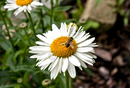 黛丝花花蜜蜂叶子生长植被环境太阳日光生活季节植物背景图片