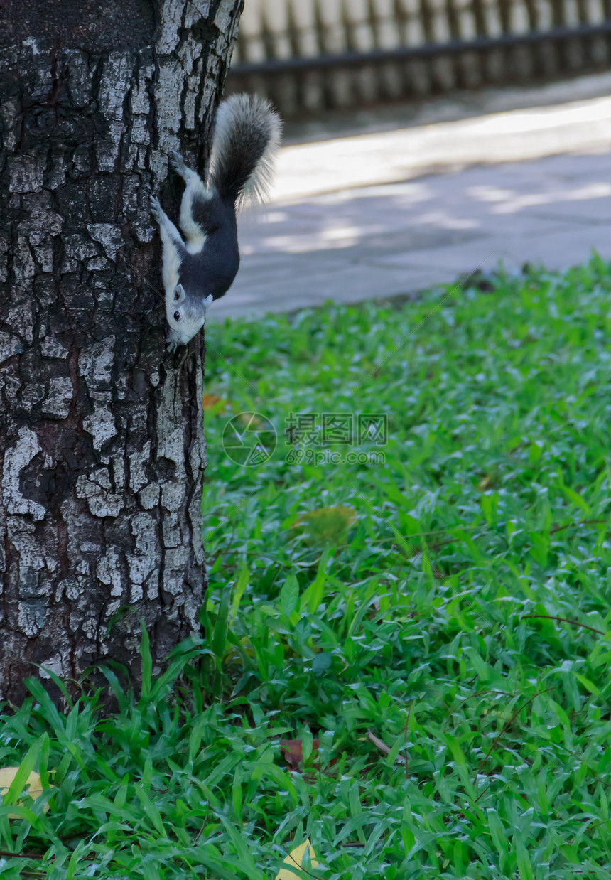从树上爬下来的松鼠图片