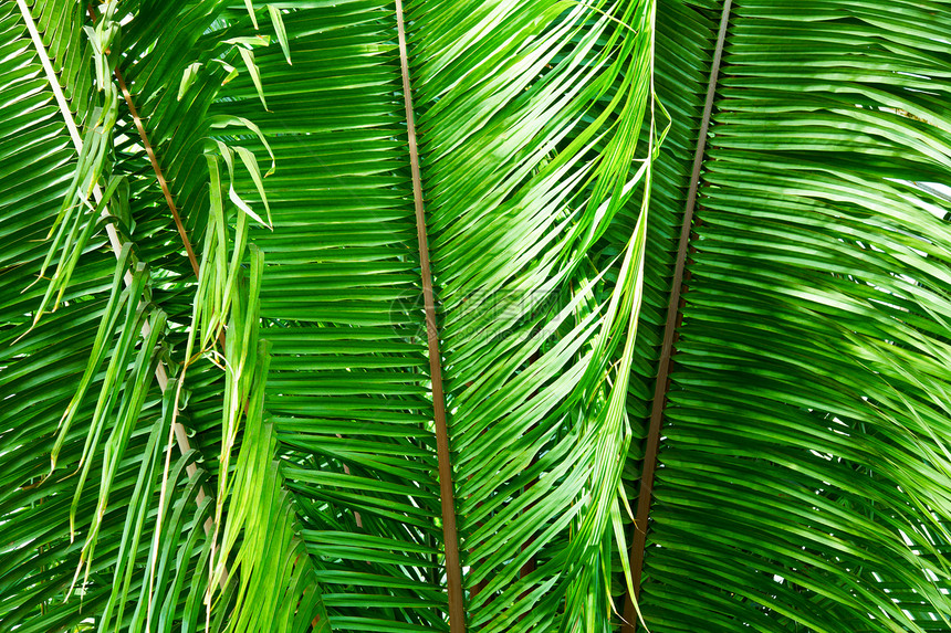 松叶叶热带野生动物蕨类绿色枝条丛林叶子雨林植被环境图片
