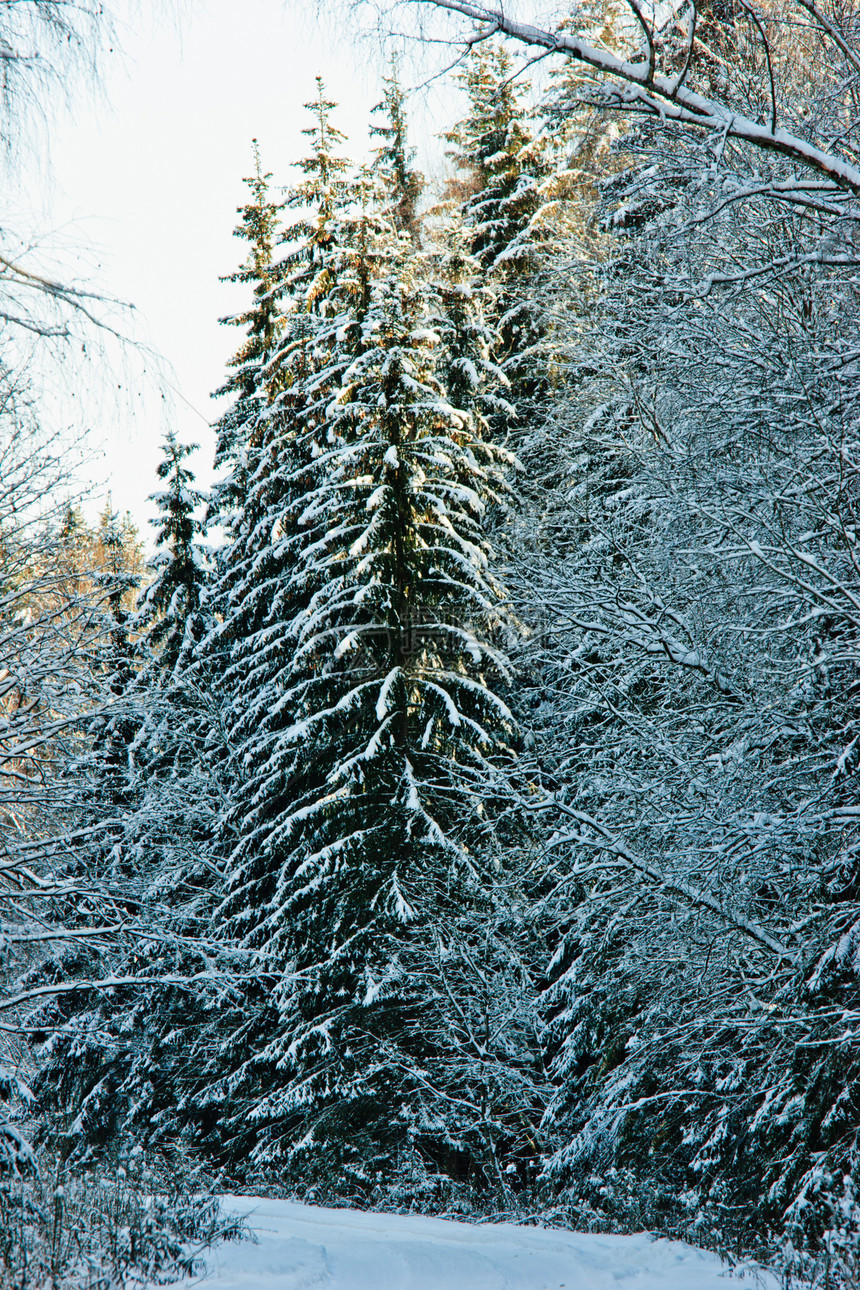 冬季森林公园针叶阳光国家枝条季节荒野天气树木松树图片