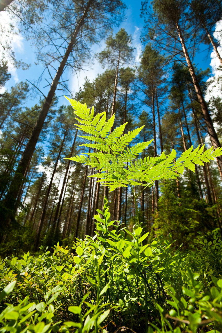 费尔松树叶子环境植物植物群生长云杉野生动物草地生活图片