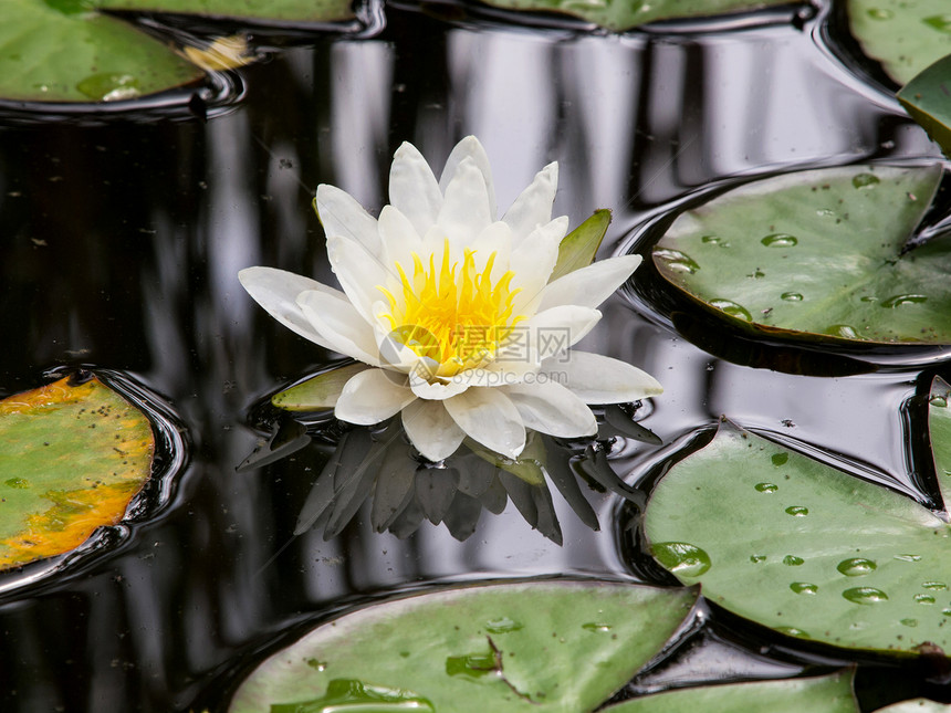 白百圆卡片百合植物学反射公园水滴美丽异国珍珠情调图片