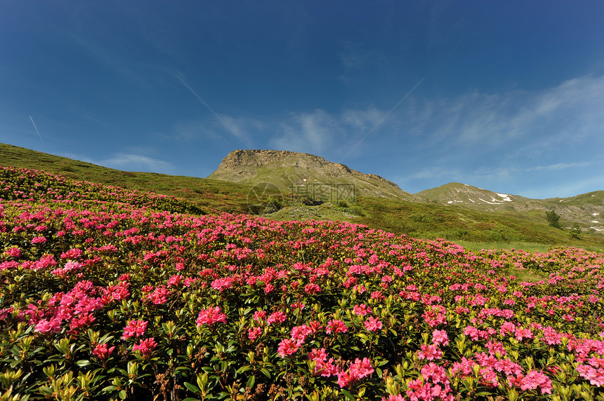 山上的罗多登登隆天空农村阳光植物学土地太阳自由野生动物生态植物图片