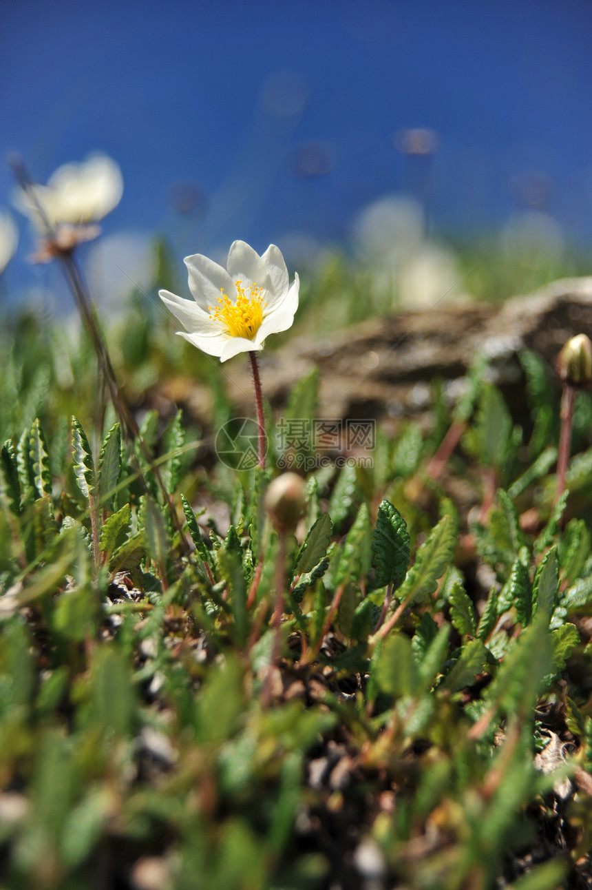 甲型八溴二苯醚  阿尔卑诺山植物学植物群美丽路面宏观生长香水苔原植物章鱼图片