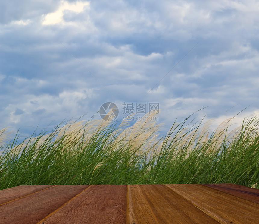 自然背景 草地和天空场地活力投标环境绿色植物学生态绿化植物群草皮图片