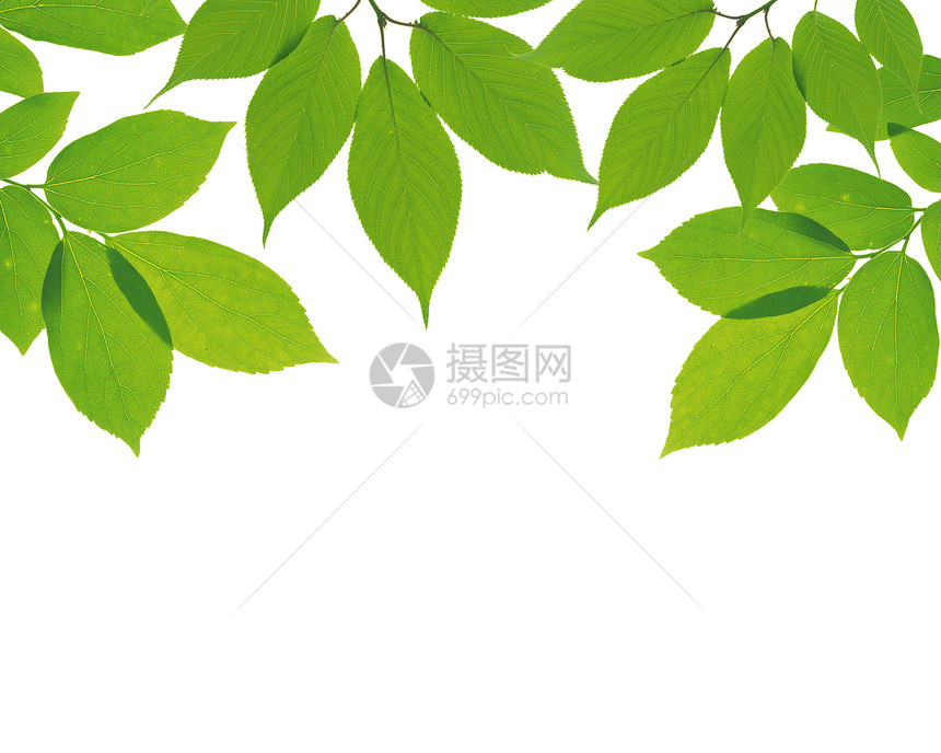 白色背景的绿树叶森林枝条昆虫花园宏观植物群太阳叶子生长树木图片