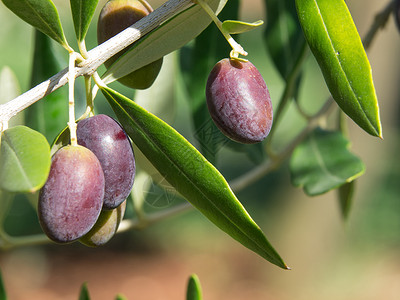 橄榄叶子养分水果橄榄林种植园植物乡村橄榄枝生长树林背景图片