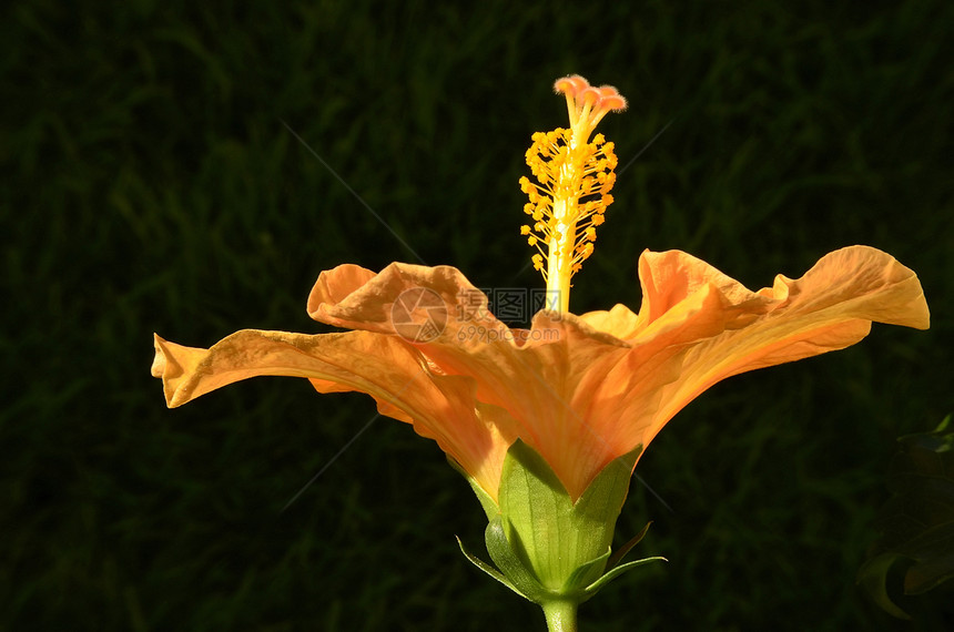 希比库斯花朵黄色花瓣宏观花粉花蕊红色橙子图片