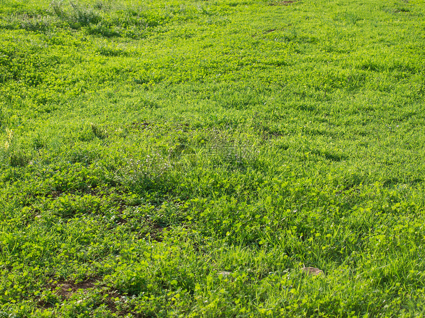绿绿地草皮草地场地草原植物群院子高尔夫球生态公园环境图片