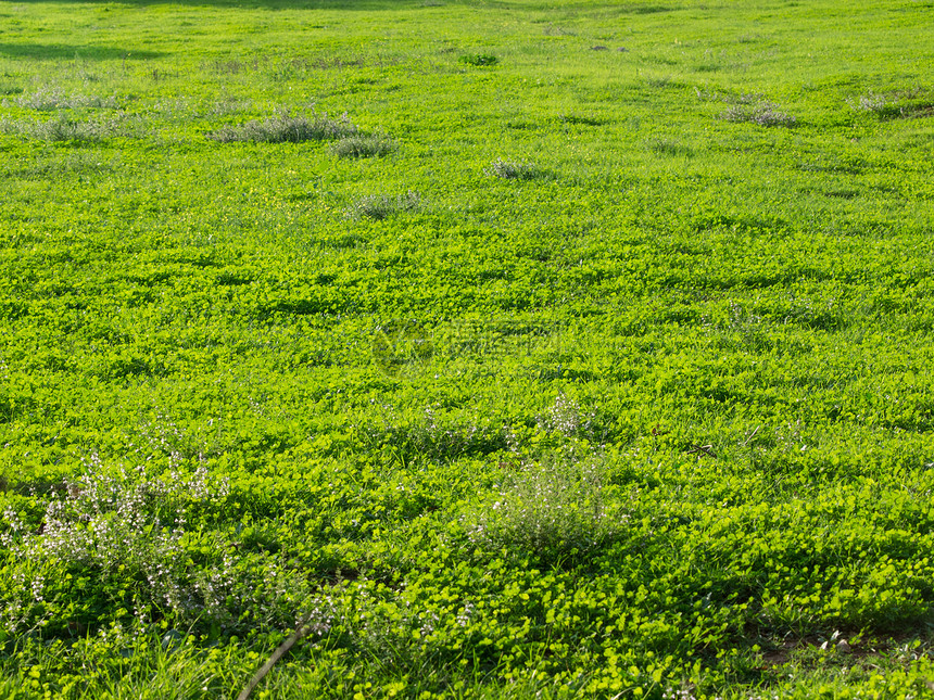 绿绿草土地草原高尔夫球植物地面公园草地草皮墙纸生长图片