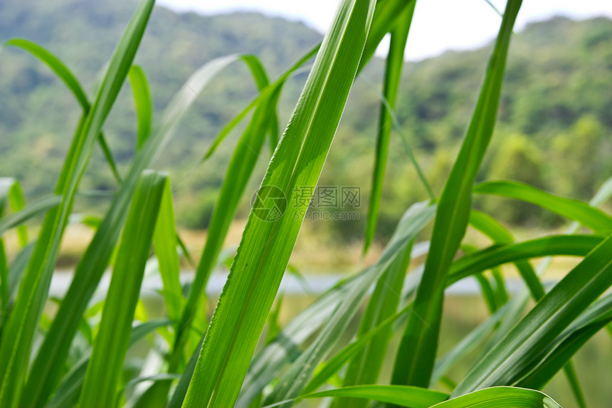 草植物生长场地全景绿色草地农场水平季节白色图片