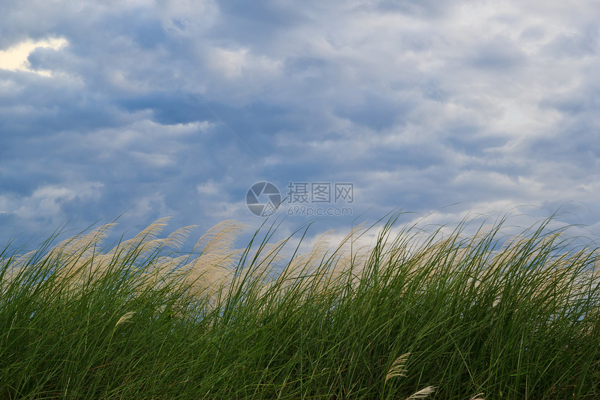 诸草和多云的天空草地场地晴天季节叶子天气牧场杂草植物阳光图片