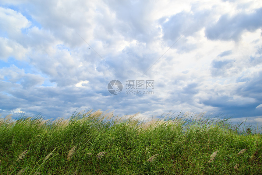 诸草和多云的天空杂草牧场草地戏剧性植物宏观国家天气叶子季节图片