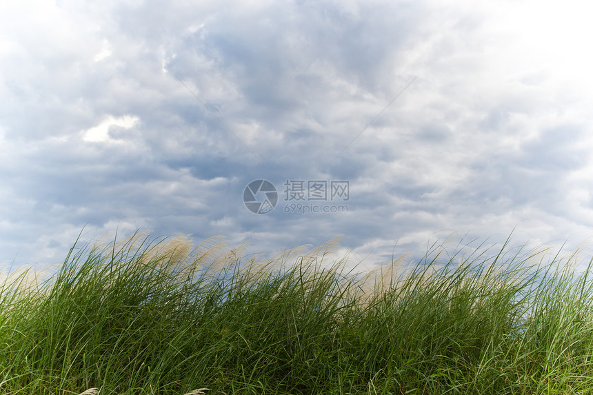 自然背景 草草和天空图片