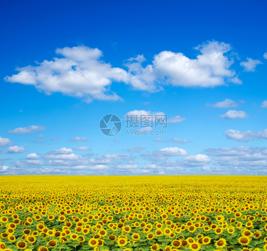 向日葵种植园活力植物天空场地乡村国家黄色文化草地图片