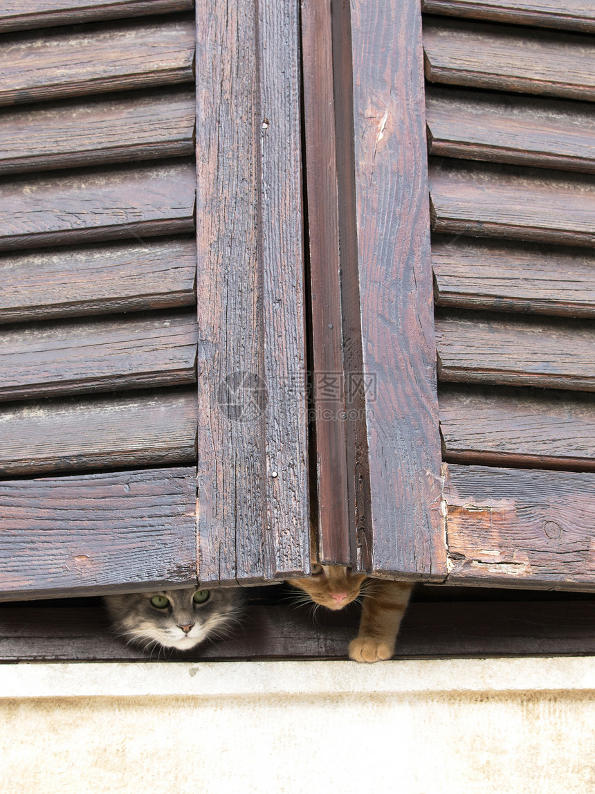 窗口上的猫猫咪鼻子胡子草地毛皮耳朵晶须短发动物花园图片