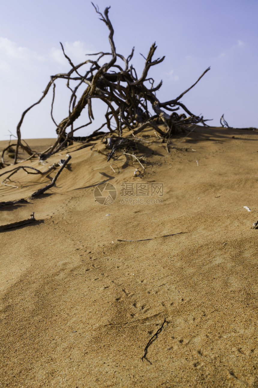 沙漠沙砂中的动物足迹图片