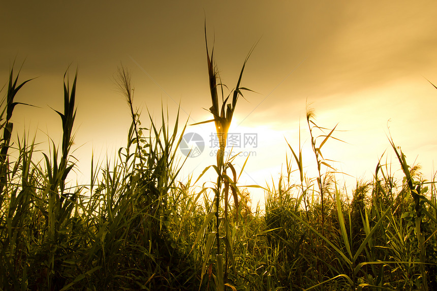 草地上日落土地生长风景植物天空树木环境场地季节草原图片