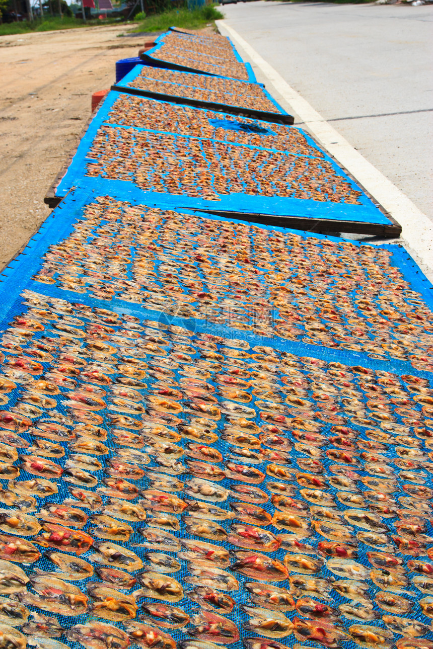 贝类在太阳下干涸 在尾巴团体盐渍饮食盐水市场鲭鱼海鲜篮子身体图片
