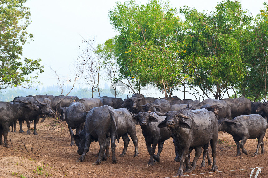 哺乳动物 草原上的泰国水牛工人池塘动物喇叭农场农民文化树木工作热带图片