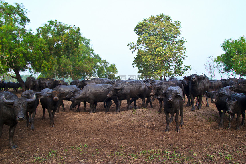哺乳动物 草原上的泰国水牛农场工作培育喇叭肌肉荒野动物群文化野生动物热带图片