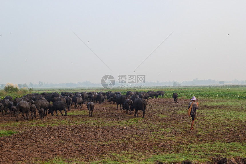 哺乳动物 草原上的泰国水牛收成男性培育农民农场热带野生动物动物群池塘肌肉图片