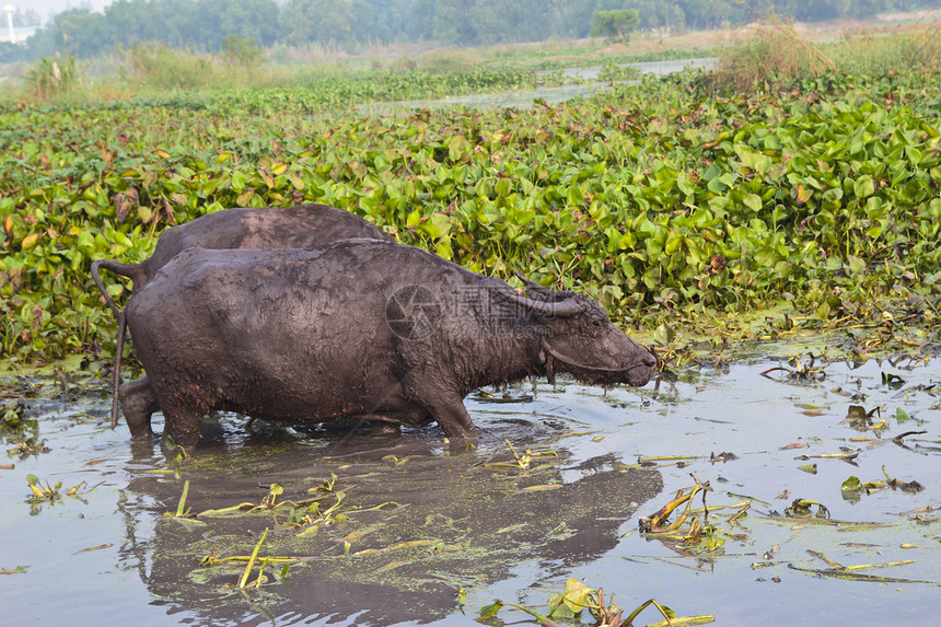 哺乳动物 草原上的泰国水牛公园荒野收成工作树木培育动物喇叭工人池塘图片