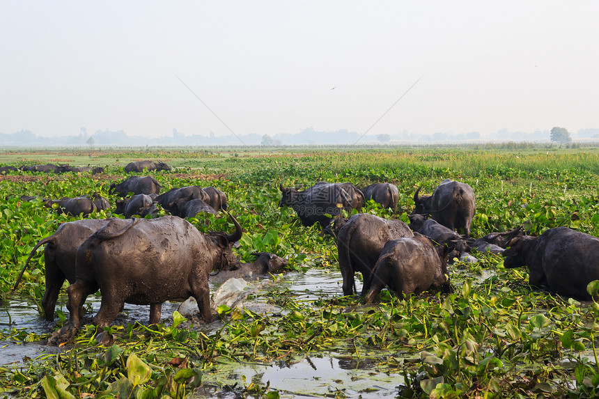 哺乳动物 草原上的泰国水牛工人公园收成生物池塘肌肉农民文化树木动物图片
