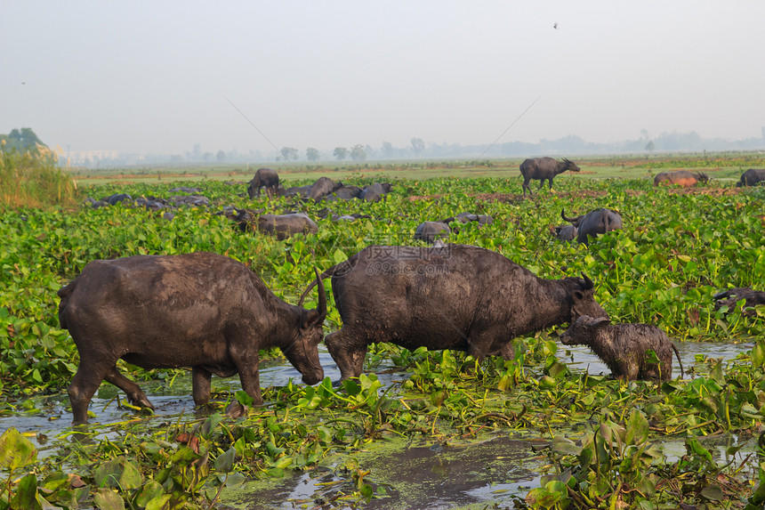 哺乳动物 草原上的泰国水牛工人生物培育树木文化池塘收成荒野动物群肌肉图片