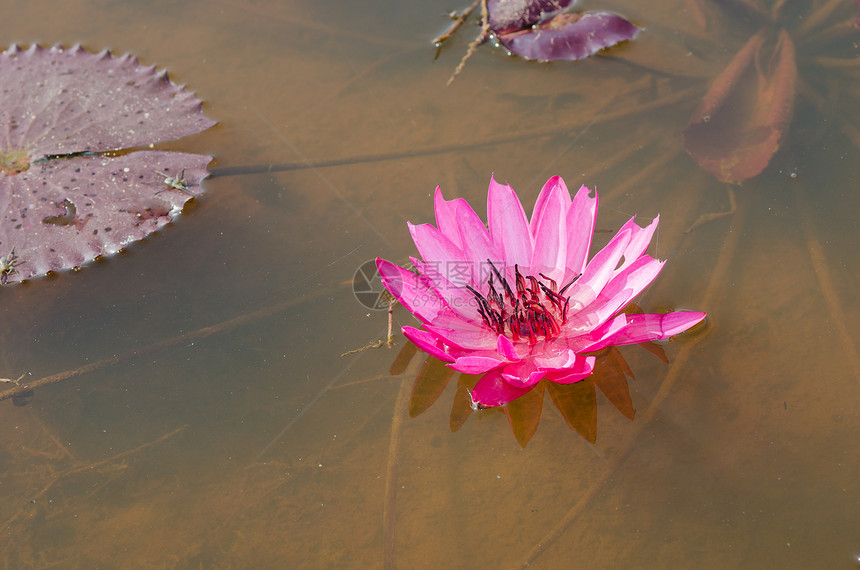 池塘中的粉红莲花花花荷花粉色水池植物群植物公园花园图片