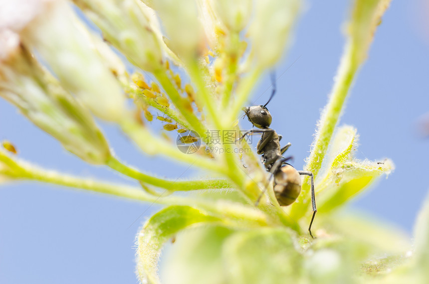 黑蚁和绿漏洞绿色黑色植物力量野生动物触角昆虫图片