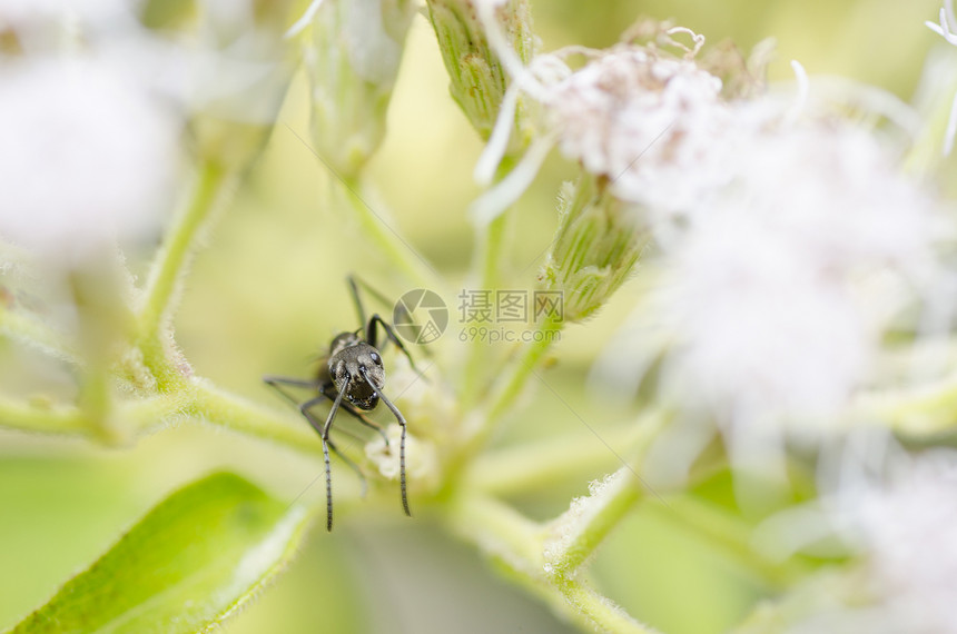 绿色性质黑色的蚂蚁漏洞植物触角力量昆虫野生动物图片