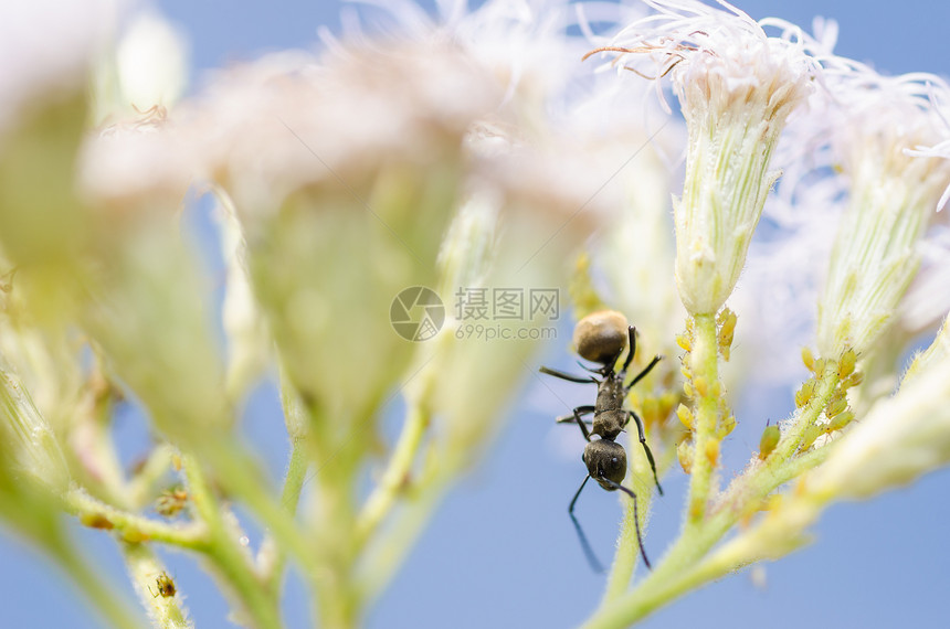 黑蚁和绿野生动物植物黑色绿色触角昆虫力量漏洞图片