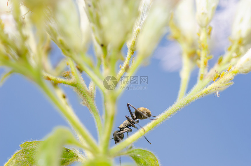 黑蚁和绿漏洞黑色昆虫植物绿色力量触角野生动物图片