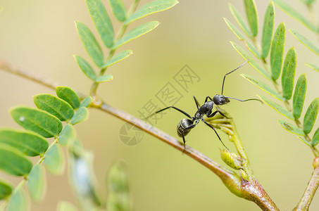 蚂蚁的力量绿色性质黑色的蚂蚁昆虫漏洞触角力量植物野生动物背景