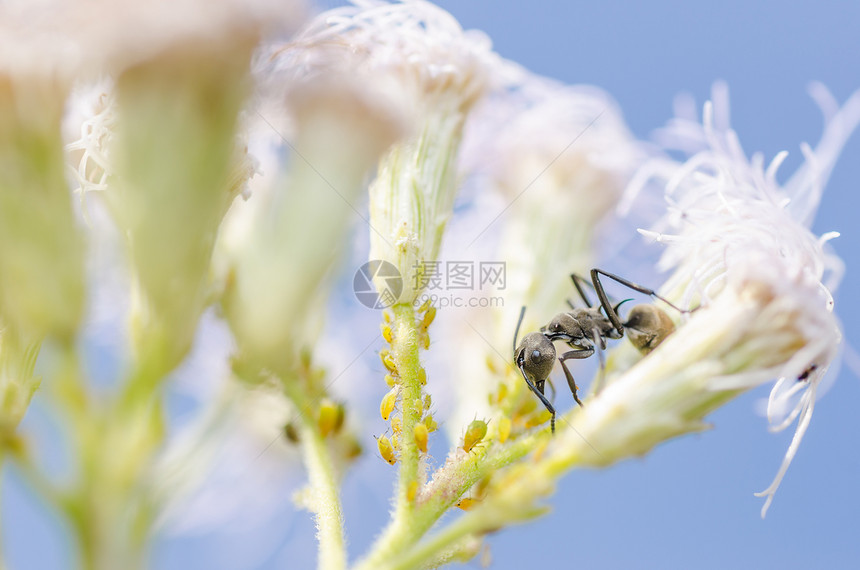 黑蚁和绿植物触角黑色野生动物漏洞力量绿色昆虫图片