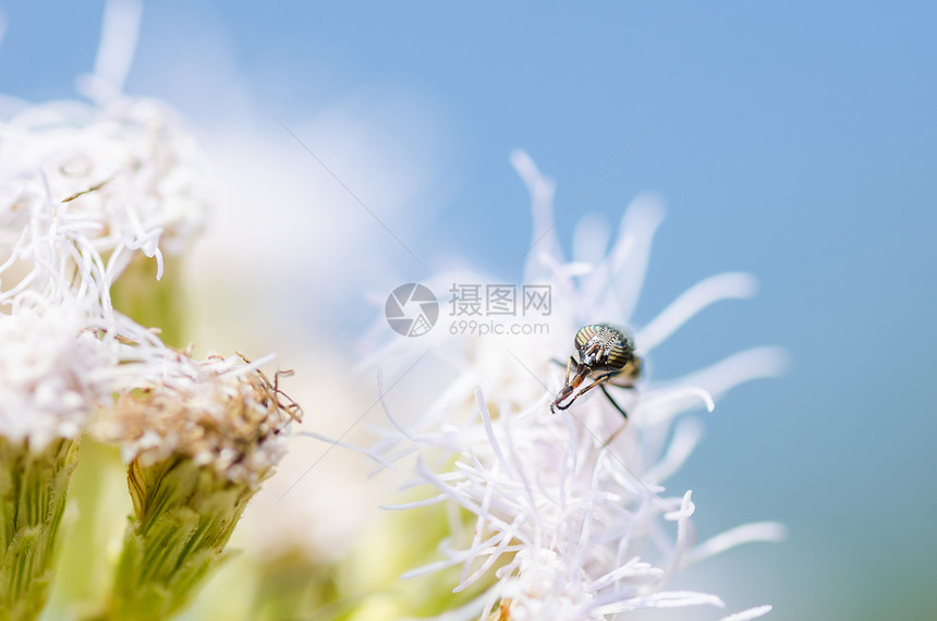 白花植物的苍蝇翅膀野生动物漏洞昆虫水果文件花蝇白色蜜蜂图片